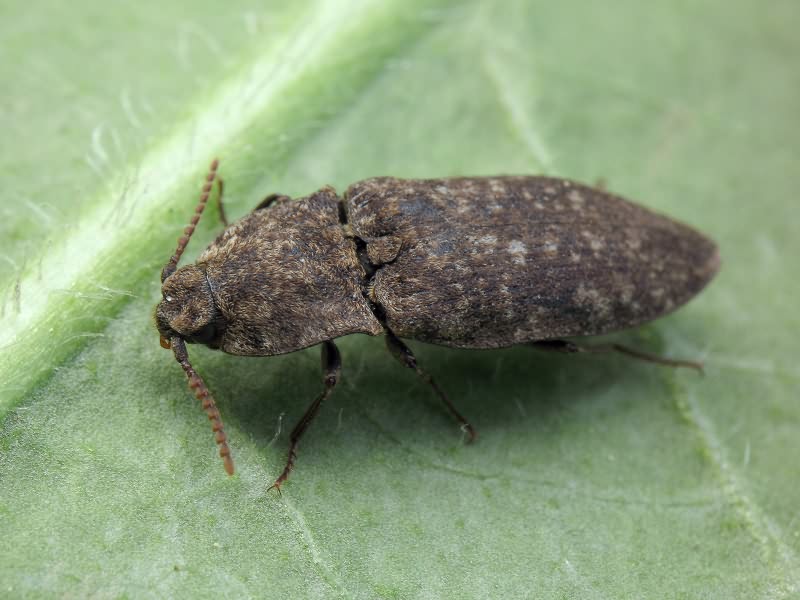 Agrypnus murinus (Linnaeus, 1758)